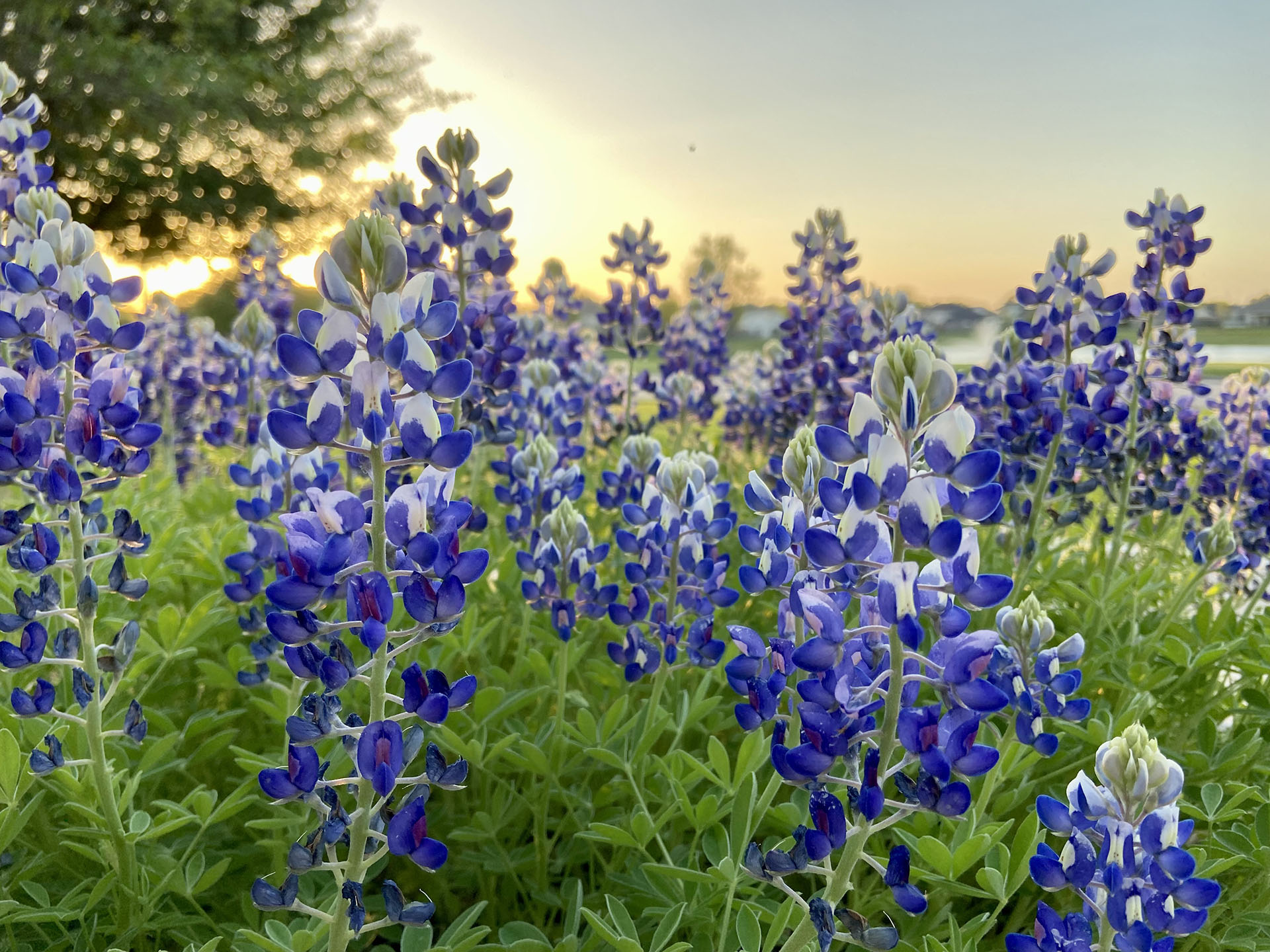 Sedation Dentistry Webster, TX 